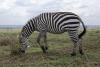 zebra v NP Nairobi, foto: pvo